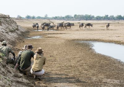 Walking Safari Wildebeest
